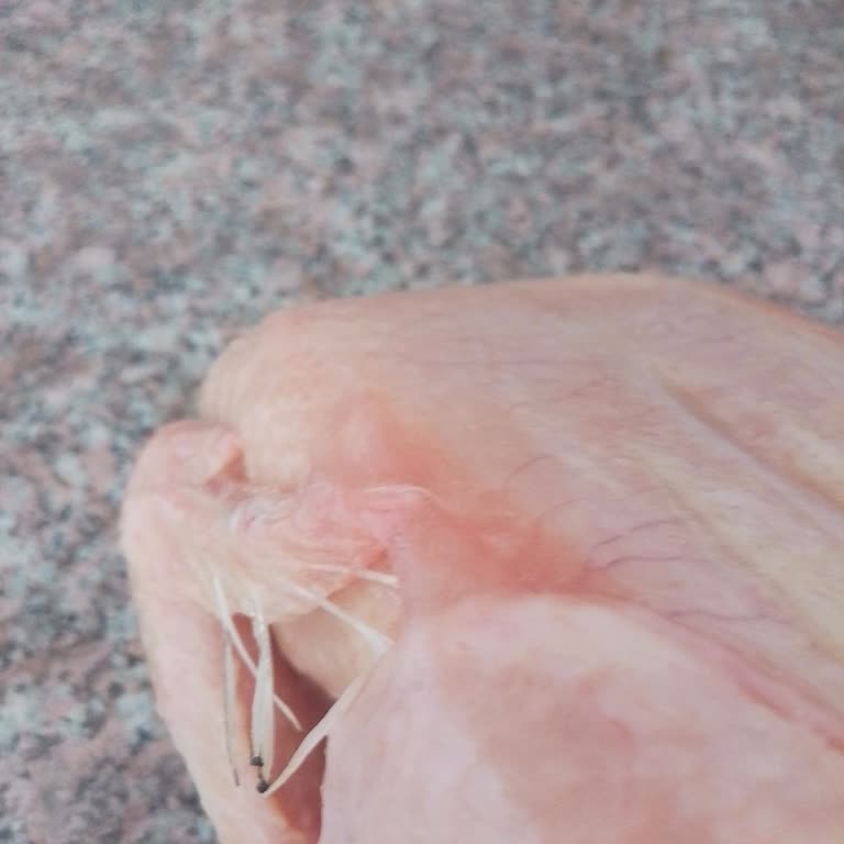 Tavukta Görünür Tüy Ve Kıllar: Hijyen İhlali