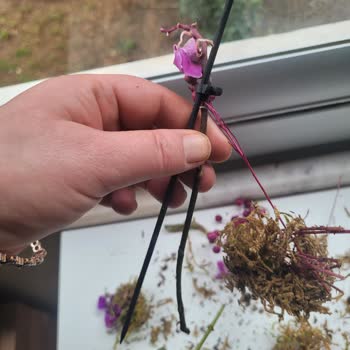 Köksüz Orkide Teslimatı Ve Hızlı Solma Ücret İadesi Talebi