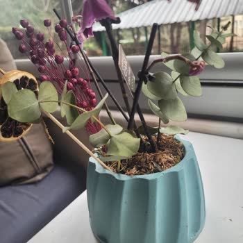 Köksüz Orkide Teslimatı Ve Hızlı Solma Ücret İadesi Talebi