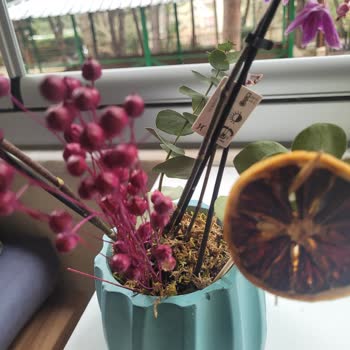 Köksüz Orkide Teslimatı Ve Hızlı Solma Ücret İadesi Talebi