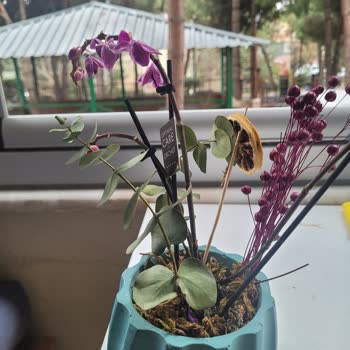 Köksüz Orkide Teslimatı Ve Hızlı Solma Ücret İadesi Talebi