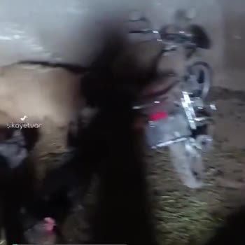 Her Gün Hayvanlarım Ölüyor Sebebi İse Çiçek Hastalığı, Çözüm Yok!