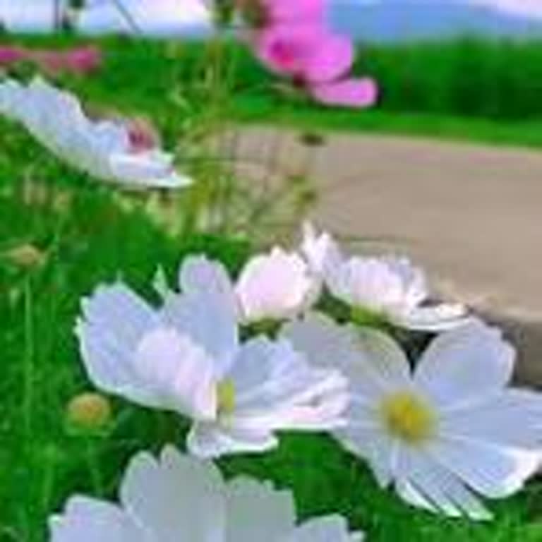 Ziraat Bankası Kredi Kartı Bloke Durumunda Otomatik Çıkarma Ve Müşteri Hizmetine Ulaşılamama