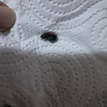 Şok Şubesinde Dondurulmuş Garnitürde Böcek Bulunması