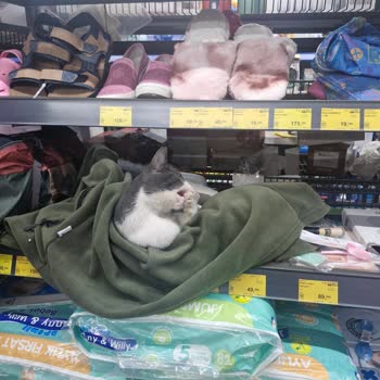 Ayazağa BİM Şubesinde Kedi Ve Temizlik Sorunları Müşterileri Rahatsız Ediyor