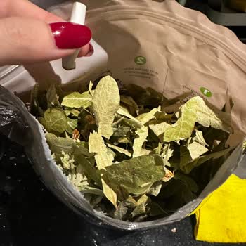 İhlamur Paketi İçinde Sigara İzmariti Sağlık Endişesi