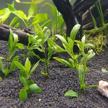 Gönderilen Akvaryum Bitkileri Reklamdaki Boyuta Uymuyor