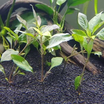 Gönderilen Akvaryum Bitkileri Reklamdaki Boyuta Uymuyor