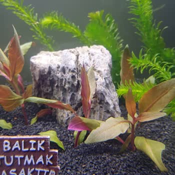 Gönderilen Akvaryum Bitkileri Reklamdaki Boyuta Uymuyor