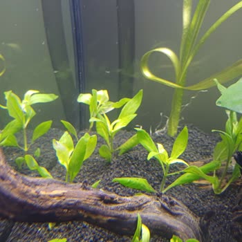 Gönderilen Akvaryum Bitkileri Reklamdaki Boyuta Uymuyor