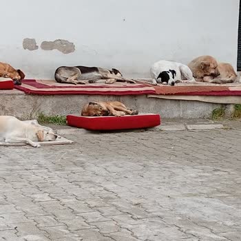 Çiğli'de Sahipsiz Köpeklerin Çocuk Parkı Ve Aile Sağlığı Merkezine Yönelik Tehditkar Saldırıları