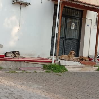 Çiğli'de Sahipsiz Köpeklerin Çocuk Parkı Ve Aile Sağlığı Merkezine Yönelik Tehditkar Saldırıları