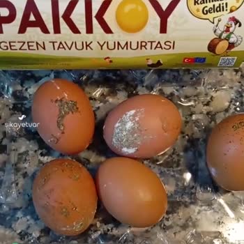 Pakköy Yumurta Galiba İnşaat Alanında Gezen Tavuklar