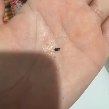 BİM Şubesinde İlkgün Çilek Reçelinde Böcek Bulunması Sağlık Endişesi