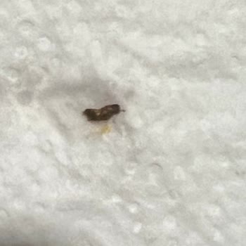 BİM Şubesinde İlkgün Çilek Reçelinde Böcek Bulunması Sağlık Endişesi