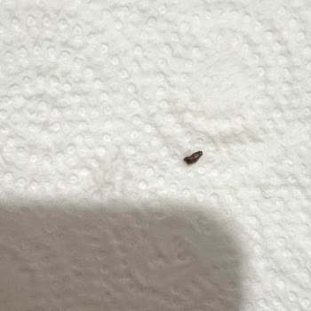 BİM Şubesinde İlkgün Çilek Reçelinde Böcek Bulunması Sağlık Endişesi