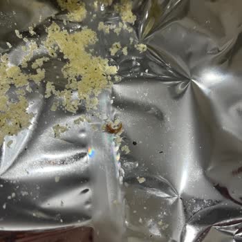 Harras Nohut Cipsinde Ölü Kurt Bulunması Ve Güven Sorunu