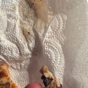 Pizza İçinde Kocaman Saç Kılı Buldum, Firmadan Gülünç Yanıt