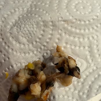 Pizza İçinde Kocaman Saç Kılı Buldum, Firmadan Gülünç Yanıt