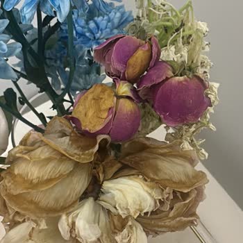 Hilola Flower Gelen Çiçekler Tam Anlamıyla Hayal Kırıklığı Oldu