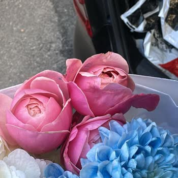 Hilola Flower Gelen Çiçekler Tam Anlamıyla Hayal Kırıklığı Oldu