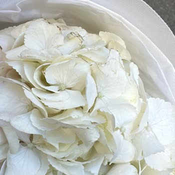 Hilola Flower Gelen Çiçekler Tam Anlamıyla Hayal Kırıklığı Oldu