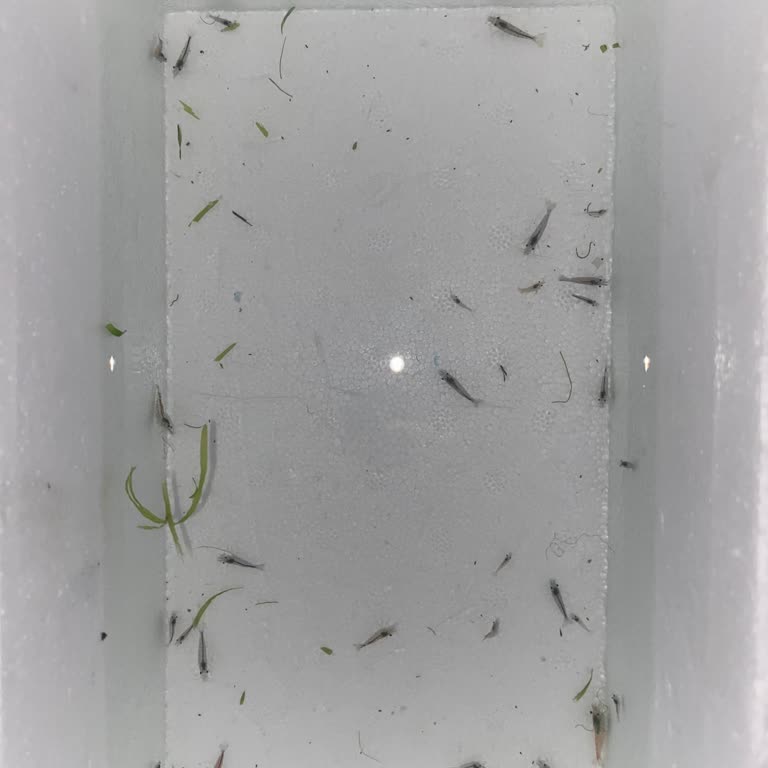 Canlıpetshop'tan Özensiz Paketleme Ve Ölümcül Kiraz Karides Gönderimi