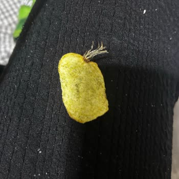 Lays Yoğurtlu Cipste Yabancı Madde Tespiti Ve Sağlık Endişesi