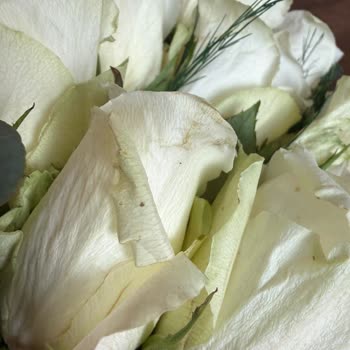 Doğum Günü Çiçeği Solmuş Ve Çözüm Sunulmadı