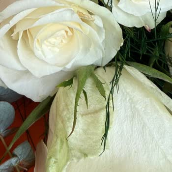 Doğum Günü Çiçeği Solmuş Ve Çözüm Sunulmadı