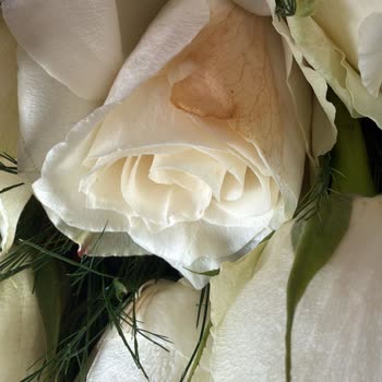 Doğum Günü Çiçeği Solmuş Ve Çözüm Sunulmadı