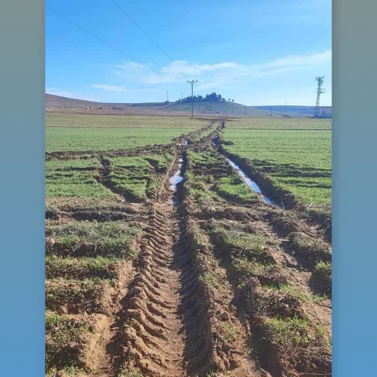 Dedaş Ekiplerinin Bilgi Vermeden Buğday Tarlamı Zarar Görmesi