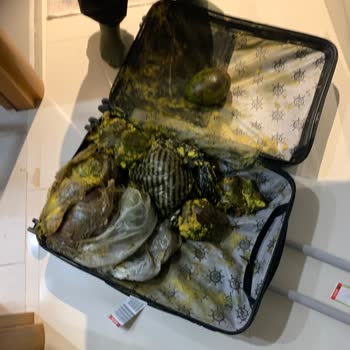 THY Bagaj Gecikmesi Nedeniyle 25.000 TL Zarar Ve Kuru Temizleme Faturası İstemi