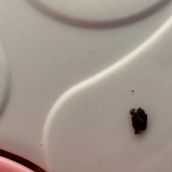 Böcekli Yulaf Ürünü, Cevapsız Kaldı: Özür Ve Telafi Talebi