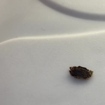 Böcekli Yulaf Ürünü, Cevapsız Kaldı: Özür Ve Telafi Talebi