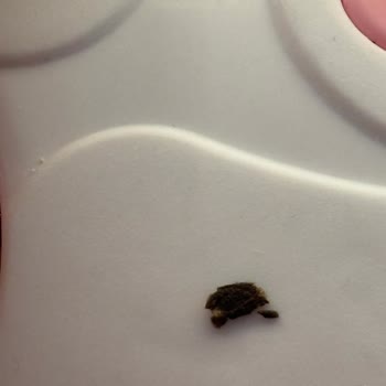 Böcekli Yulaf Ürünü, Cevapsız Kaldı: Özür Ve Telafi Talebi