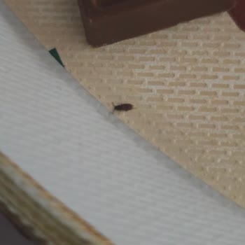 Ülker Çikolatasında Böcek Görülmesi Sağlık Ve Hijyen Endişesi