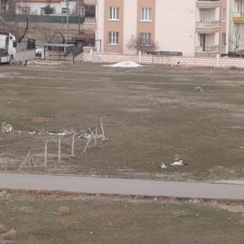 Aksaray Mahallesinde Başıboş Köpekler Çocukların Okul Yolunu Tehlikeye Atıyor