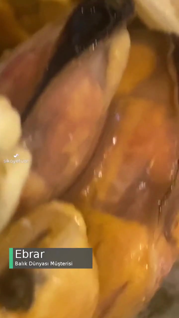 Balık Dünyası Midye Eti Sorunu videonun kapak resmi