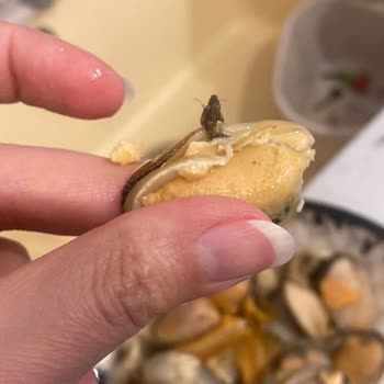 Balık Dünyası Midye Eti Sorunu