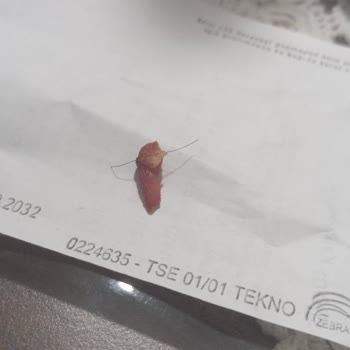 Pizzada Kıl Bulunması Hijyen İhlali Ve Ücret İadesi Talebi