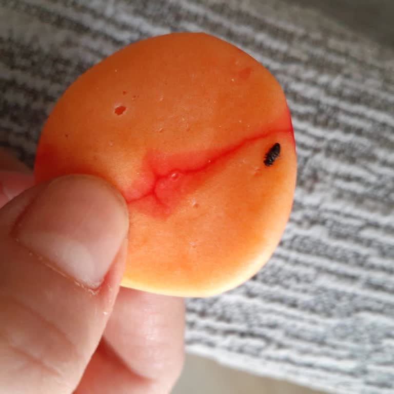 A101 Marketten Alınan Bebeto Jelibon’da Böcek Benzeri Yabancı Madde