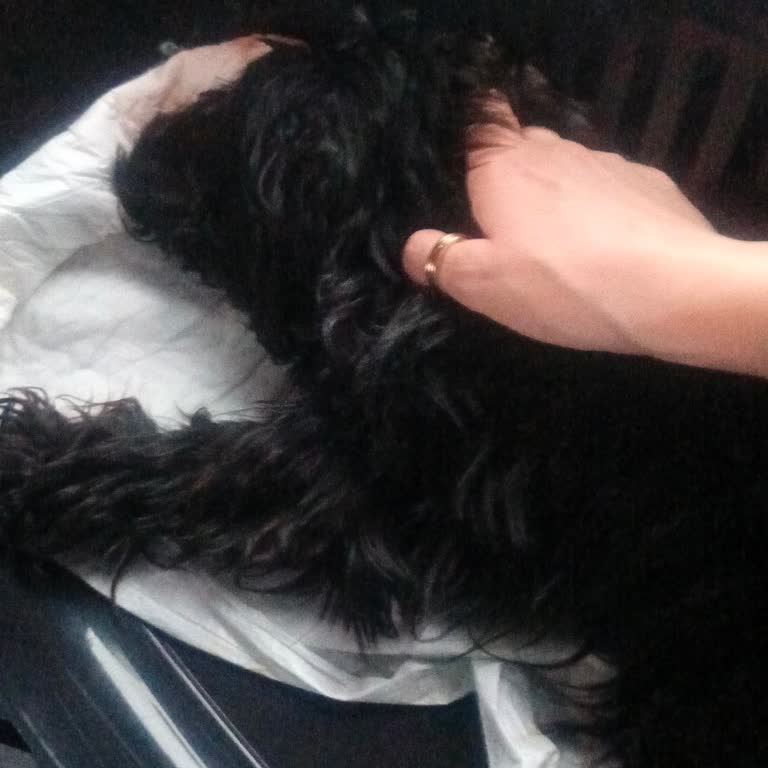 Çanakkale Truva Turizm'de Muavin İle Yolculuk Sorunu