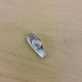 Dakota Çekirdeği Paketi İçinde Sümüklü Böcek