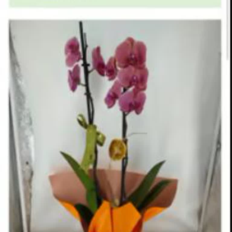 Gönderilen Orkide Kötü Durumda Ve Teslim Edilmedi, Tam İade Talebi