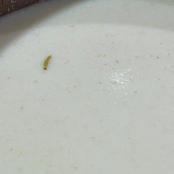 CarrefourSA İrmik Paketi İçinde Kurtlar Gıda Güvenliği İhlali