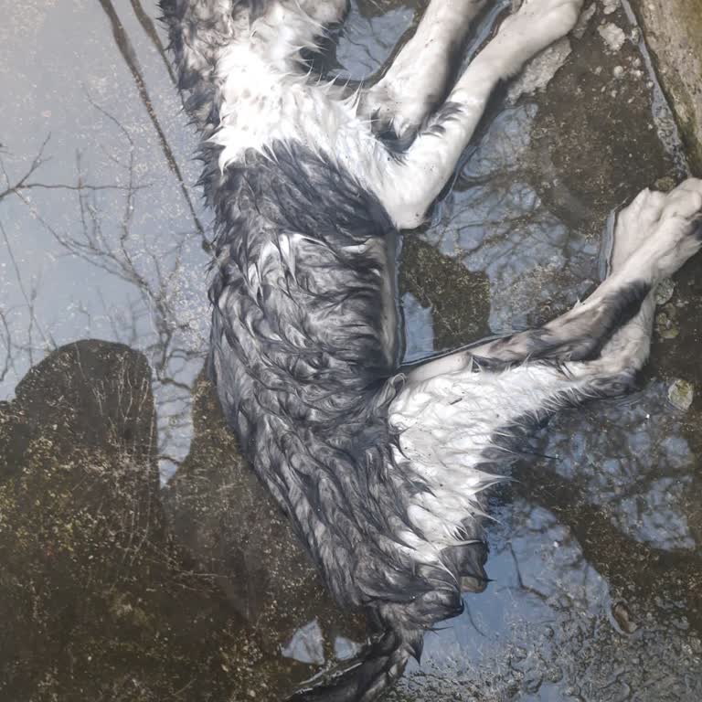 İhmal Sonucu Kör Kedinin Ölümü İçin Sarıyer Ve İBB Veteriner Hizmetlerine Şikayet