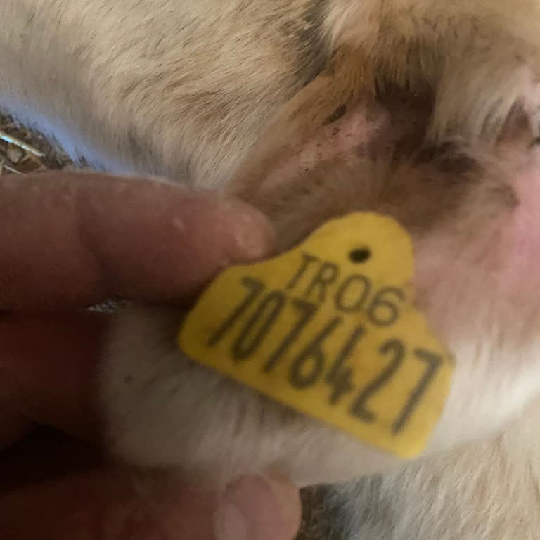 TARSİM'in Kulak Küpesi Okunamadığı Gerekçesiyle Haksız Hasar Reddi