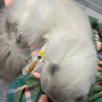 Raksharab Kuduz Aşısı Sonrası Kedimde Şiddetli Kanama Ve İç Organ Hasarı