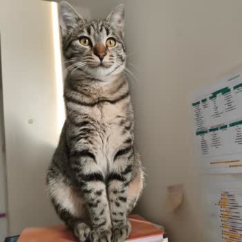 Erenköy Mahallesinde Sokak Kedilerinin Gizemli Kayboluşu Ve Belediye İncelemesi Talebi